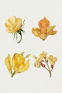 Botanical hand drawn psd vintage yellow flower set, remix from The Model Book of Calligraphy Joris Hoefnagel and Georg Bocskay