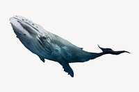 Whale collage element, sea animal psd