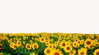 Sunflower field border background, aesthetic design psd