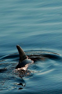 Dolphin&#39;s dorsal fin in ocean background
