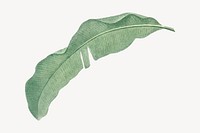 Banana leaf collage element vector