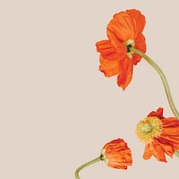 Orange flower border background, brown design psd