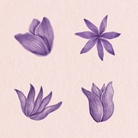 Hand drawn purple flower set illustration