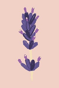 Lavender purple flower hand drawn illustration