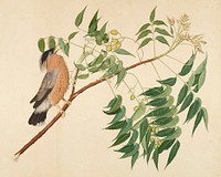 image of a tan, black and grey bird with beak open and feathers ruffled, perched on a branch; wood frame with a gold face. Original from the Minneapolis Institute of Art.