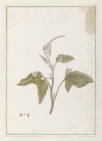 bound volume of botanical prints; brown leather cover with embossed with crest in center and embellished edges; series of botanical renderings of various plants and grasses on pages and simple white backgrounds. Original from the Minneapolis Institute of Art.