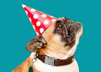 Birthday pug dog with party hat psd