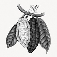 Cacao fruit sketch, isolated food image