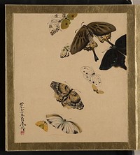 Lacquer Paintings of Various Subjects: Butterflies (1881) by Shibata Zeshin. Original from the MET Museum. 