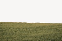 Grass field border, nature background psd