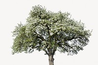 Apple blossom tree, isolated botanical image psd