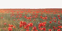 Poppy field border collage element, beautiful scenery psd