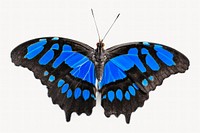 Blue butterfly, animal, off white design