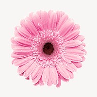 Pink gerbera flower, isolated botanical image psd