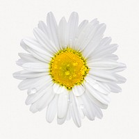 White daisy flower, botanical collage element psd