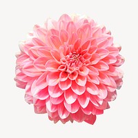 Pink dahlia flower, isolated botanical image psd