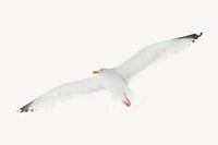 Flying seagull collage element, animal design psd