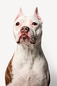 Bulldog portrait, animal collage element psd
