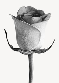 Greyscale rose, isolated botanical image psd