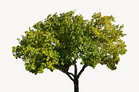 Maidenhair tree, isolated botanical image