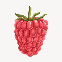 Raspberry hand drawn illustration, collage element psd