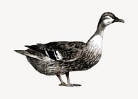 Duck realistic illustration, black & white collage element vector