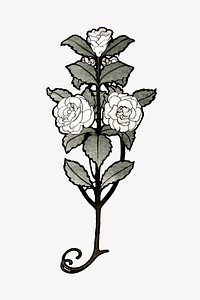 Vintage rose on off white background