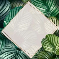 Green calathea orbifolia leaves frame