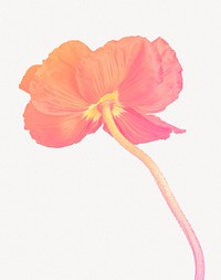 Orange poppy flower collage element psd