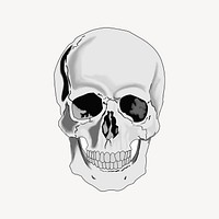 Human skull illustration. Free public domain CC0 image.