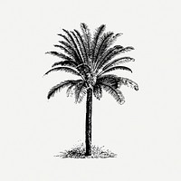 Palm tree collage element psd. Free public domain CC0 image.
