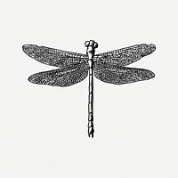 Dragonfly collage element psd. Free public domain CC0 image.