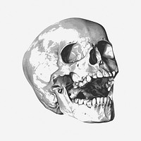 Human skull illustration. Free public domain CC0 image.