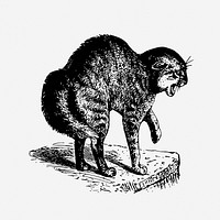 Angry cat illustration. Free public domain CC0 image.