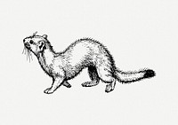 Ermine animal clip art psd. Free public domain CC0 image.