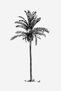 Palm tree clip art vector. Free public domain CC0 image.