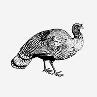 Wild turkey clip art vector. Free public domain CC0 image.