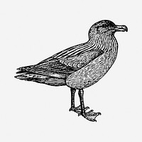 Bird illustration. Free public domain CC0 image.