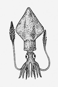 Squid illustration. Free public domain CC0 image.