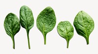 Organic spinach leaf sticker, food ingredients psd