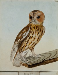 Tawny Owl, No. 28. Original from the Minneapolis Institute of Art.