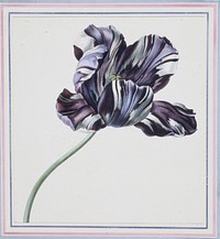 Study of a Broken Tulip (Tulipa x gesneriana). Original from the Minneapolis Institute of Art.