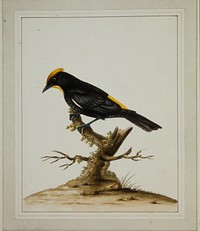 Crested Tanager. Original from the Minneapolis Institute of Art.