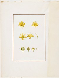 Botanical Dissection: Yellow Asphodel (Asphodelus lutea). Original from the Minneapolis Institute of Art.