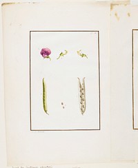 Botanical Dissection: Sweet Pea (Lathyrus odoratus). Original from the Minneapolis Institute of Art.