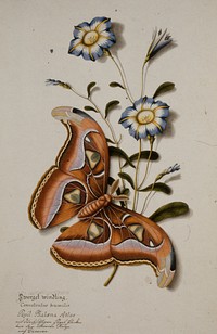 Zwergel windling. (Butterfly) Convolvulus humilis. Papil: Phaloena Atlas. (mit durchsichtigen flugel flocken von der Citronum--(?) nach Dunevan.). Original from the Minneapolis Institute of Art.