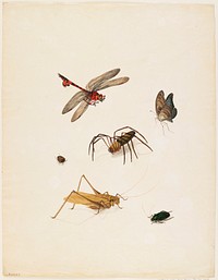 Six insects. Original from the Minneapolis Institute of Art.