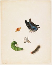 Five insects. Original from the Minneapolis Institute of Art.