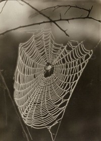 illuminated spider web strung between bare branches. Original from the Minneapolis Institute of Art.