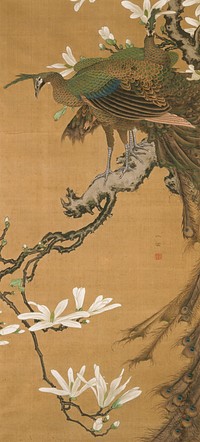 Two peacocks standing side by side on tree limb URQ; peacock at front faces L, peacock in rear looks out directly at viewer; tails cropped off R edge, returning to frame LRQ; branch trails to LL with white blossoms. Original from the Minneapolis Institute of Art.